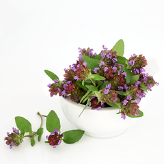 Image showing Self Heal Herb Herbal Medicine