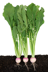 Image showing Organic Turnip Vegetables Growing in Soil