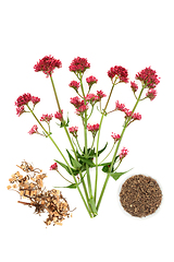 Image showing Red Valerian Plant and Root for Herbal Medicine  