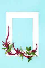 Image showing Amaranthus Plants Abstract Background Frame 