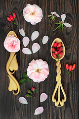 Image showing Rose Flower and Rosehip Alternative Natural Herbal Medicine