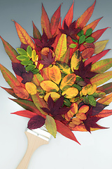 Image showing Beautiful Paintbrush Splash of Vivid Autumn Leaves