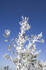 Image showing snow in the tree