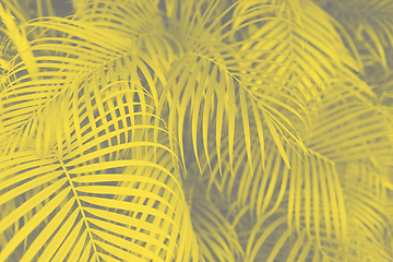 Image showing yellow and gray background with palm tree leaves