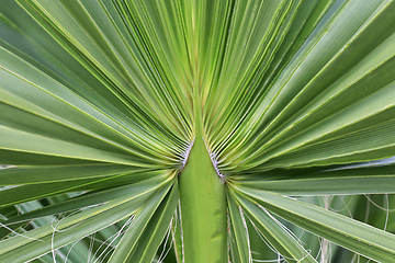 Image showing Large palm leaf, closeup 