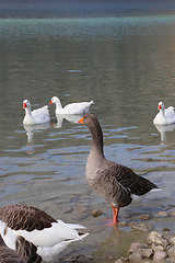 Image showing Cute geese on a lake