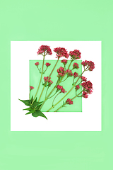 Image showing Red Valerian Herb Flower Plant Background Frame 