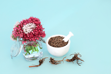 Image showing Valerian Herb Root used in Natural Herbal Plant Medicine