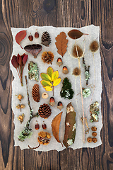 Image showing Autumn Nature Study with European Flora and Fauna 