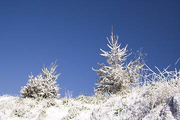 Image showing Christmas Snow