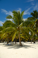 Image showing Tropical beach. The Dominican Republic, Saona Island