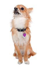 Image showing chihuahua dog is sitting on a white background