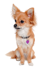 Image showing chihuahua dog is sitting on a white background