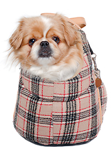 Image showing Pekingese dog in bag on a clean white background