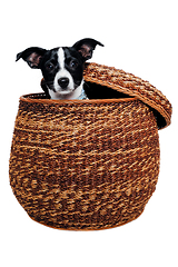 Image showing Happy Rat terrier puppy dog is playing in a basket, taken on a w