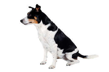 Image showing Happy Rat terrier puppy dog is sitting on a white background