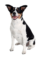 Image showing Happy Rat terrier puppy dog is sitting on a white background