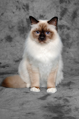 Image showing Sad Holy Birman cat sitting