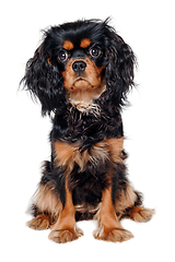 Image showing Sad Cavalier King Charles Spaniel dog