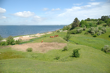 Image showing Cows and green landscape