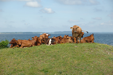 Image showing Cows resting on green grass