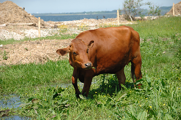 Image showing Cow standing on green grass