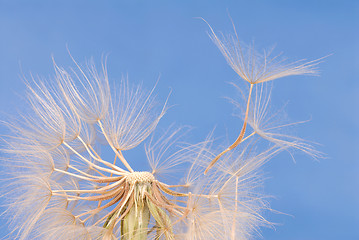 Image showing Dandelion