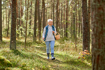 Image showing senior woman picking mushrooms in autumn forest