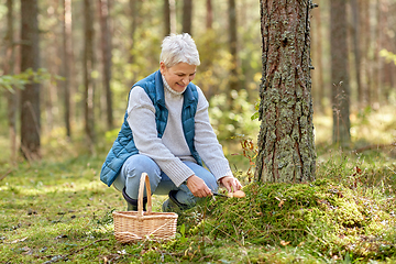Image showing senior woman picking mushrooms in autumn forest