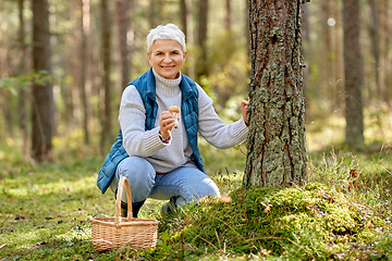 Image showing senior woman picking mushrooms in autumn forest