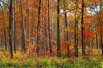 Image showing Colors of Fall