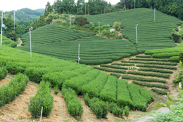 Image showing Green Tea plantation farm