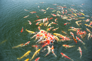 Image showing Koi Carps Fish