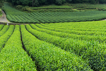 Image showing Tea field