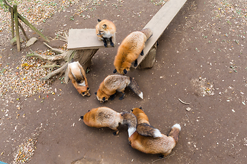 Image showing All red fox eating together