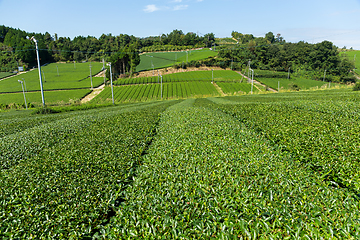 Image showing Green Tea farm