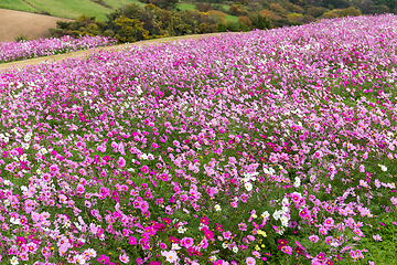 Image showing Cosmos flower field