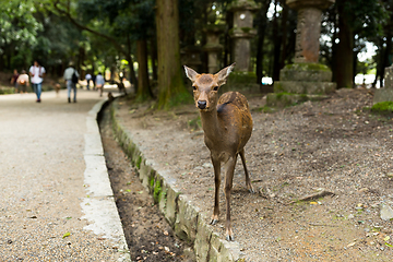 Image showing Deer in Japanese temple