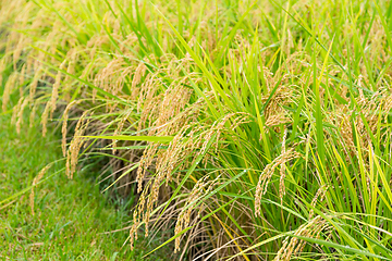 Image showing Green Rice field close up