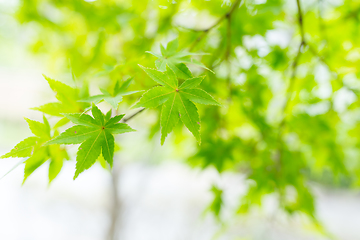 Image showing Green maple tree