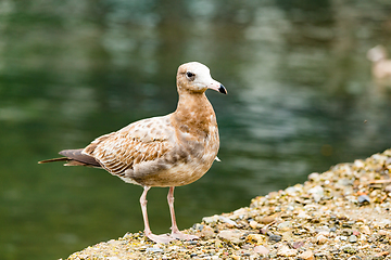 Image showing Seagull