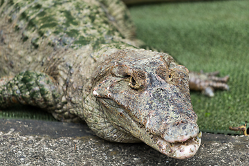 Image showing Crocodile