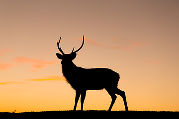 Image showing Silhouette of deer