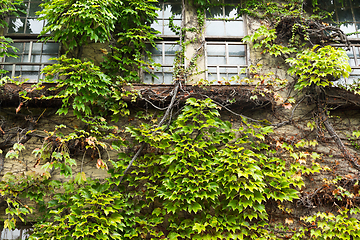 Image showing House with window and vines