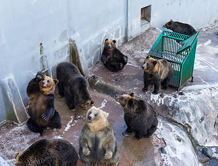 Image showing Bear in zoo