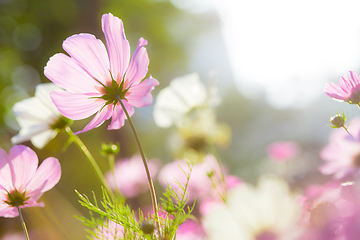 Image showing Cosmos flowers in nature park