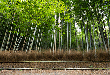 Image showing Bamboo Forest in Japan