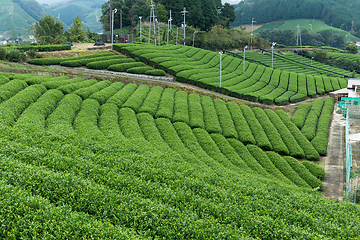 Image showing Green Tea plantation farm in Japan