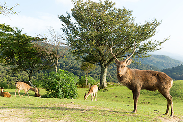 Image showing Deer buck