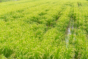 Image showing Rice field in farm